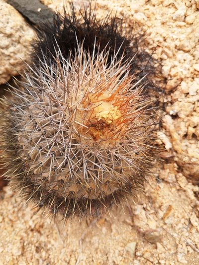 Copiapoa serpentisulcata, photographed by Aira Francisca Faúndez Fallau