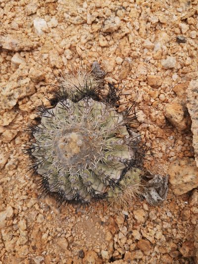 Copiapoa cinerascens, photographed by Aira Francisca Faúndez Fallau