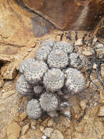 Copiapoa cinerascens, photographed by Aira Francisca Faúndez Fallau
