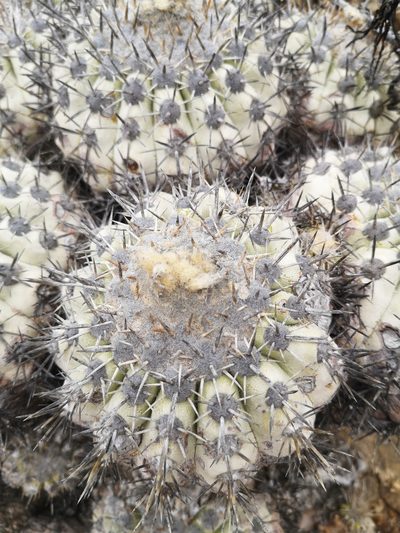 Copiapoa cinerascens, photographed by Aira Francisca Faúndez Fallau