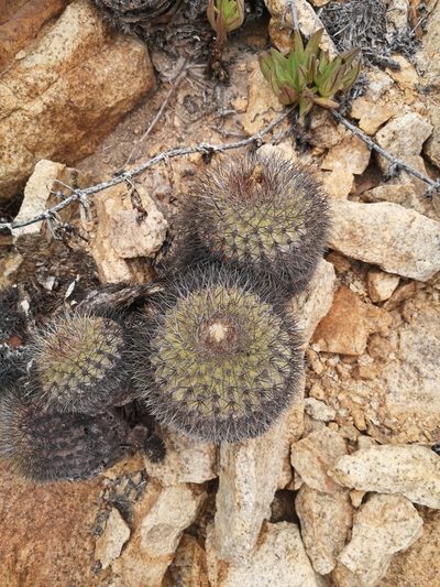Copiapoa serpentisulcata, photographed by Aira Francisca Faúndez Fallau