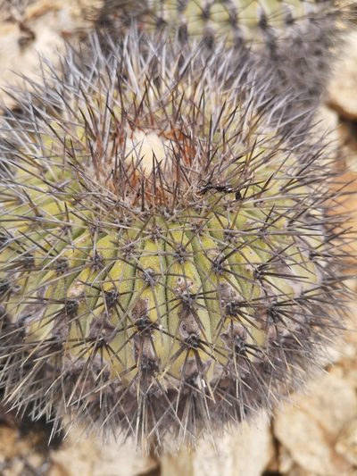 Copiapoa serpentisulcata, photographed by Aira Francisca Faúndez Fallau