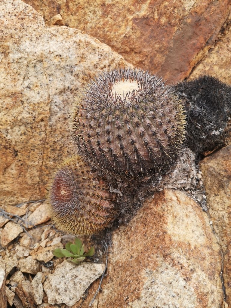 Copiapoa serpentisulcata, photographed by Aira Francisca Faúndez Fallau