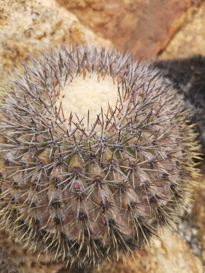 Copiapoa serpentisulcata, photographed by Aira Francisca Faúndez Fallau