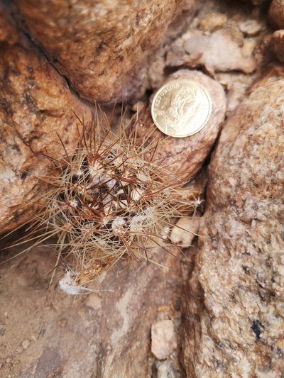 Eriosyce taltalensis, photographed by Aira Francisca Faúndez Fallau