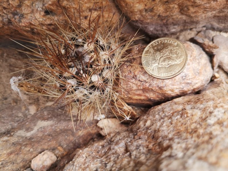 Eriosyce taltalensis, photographed by Aira Francisca Faúndez Fallau