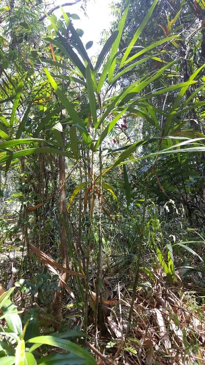 Dypsis thermarum, photographed by Romer N. Rabarijaona
