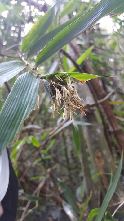 Cathariostachys madagascariensis, photographed by Romer N. Rabarijaona