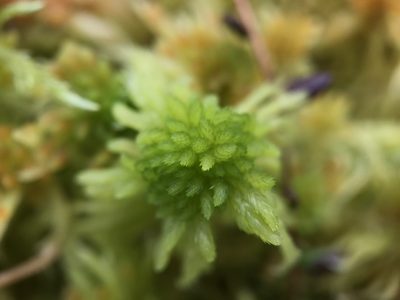 Sphagnum flexuosum, photographed by Andrew Melton