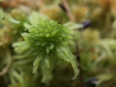 Sphagnum flexuosum, photographed by Andrew Melton