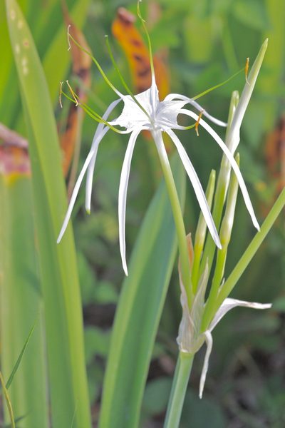 Hymenocallis latifolia, photographed by Laura Gaudette