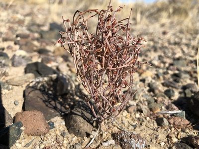 Eriogonum nidularium, photographed by Tim Messick