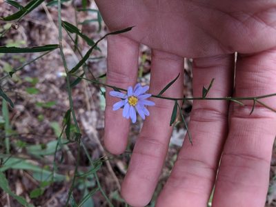 Symphyotrichum turbinellum, photographed by Nathan Aaron