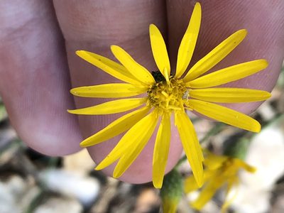 Xanthisma gracile, photographed by Jared Shorma