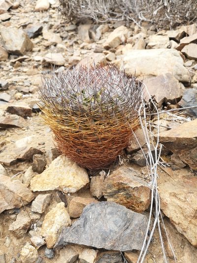 Eriosyce rodentiophila, photographed by Aira Francisca Faúndez Fallau