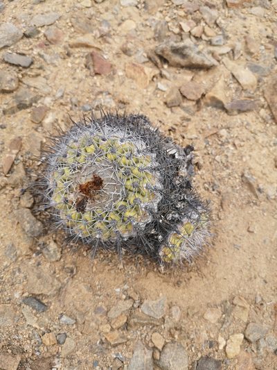 Copiapoa cinerascens, photographed by Aira Francisca Faúndez Fallau