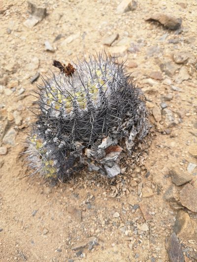 Copiapoa cinerascens, photographed by Aira Francisca Faúndez Fallau
