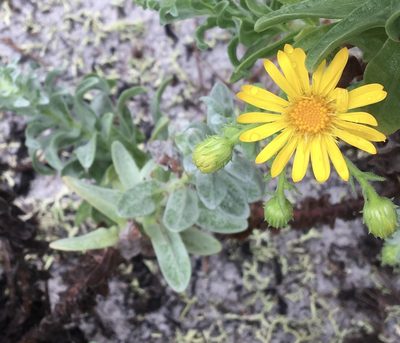 Chrysopsis godfreyi, photographed by Jessica