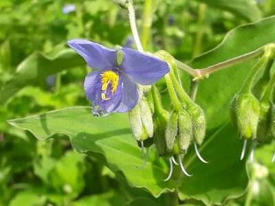 Tinantia erecta, photographed by Viacheslav Shalisko