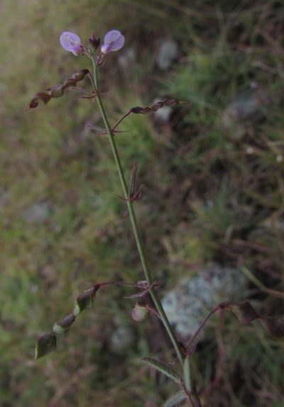 Desmodium procumbens, photographed by Carlos Martorell