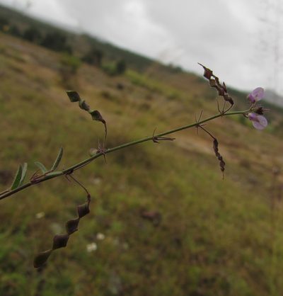 Desmodium procumbens, photographed by Carlos Martorell