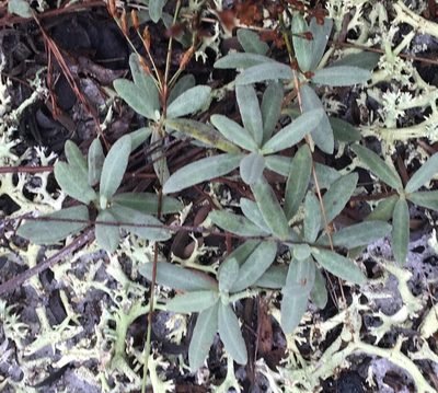 Crocanthemum arenicola, photographed by Jessica