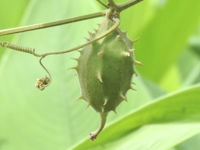 Luffa quinquefida, photographed by Francisco Farriols Sarabia