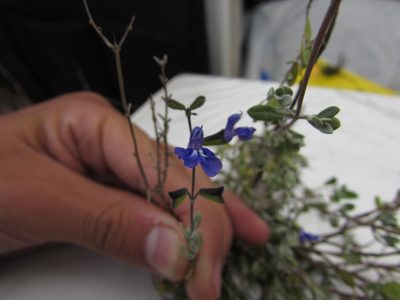 Salvia thymoides, photographed by Carlos Martorell