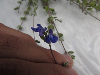 Salvia thymoides, photographed by Carlos Martorell