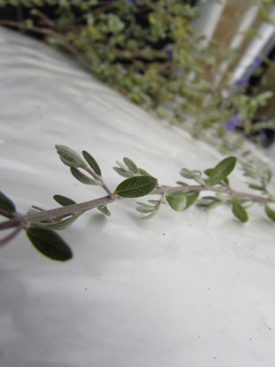 Salvia thymoides, photographed by Carlos Martorell