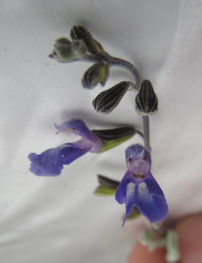 Salvia thymoides, photographed by Carlos Martorell