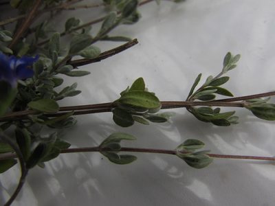 Salvia thymoides, photographed by Carlos Martorell