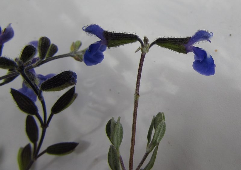 Salvia thymoides, photographed by Carlos Martorell