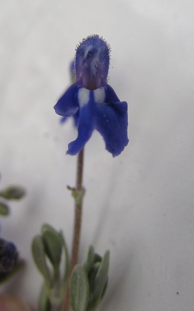 Salvia thymoides, photographed by Carlos Martorell