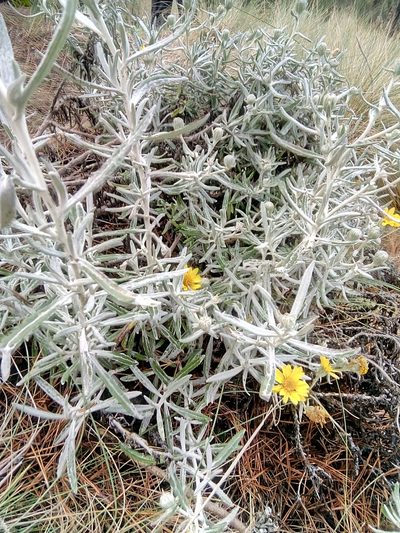 Senecio mairetianus, photographed by Jose Enrique