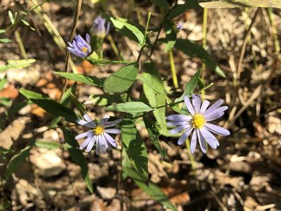 Symphyotrichum turbinellum, photographed by Jason Grant