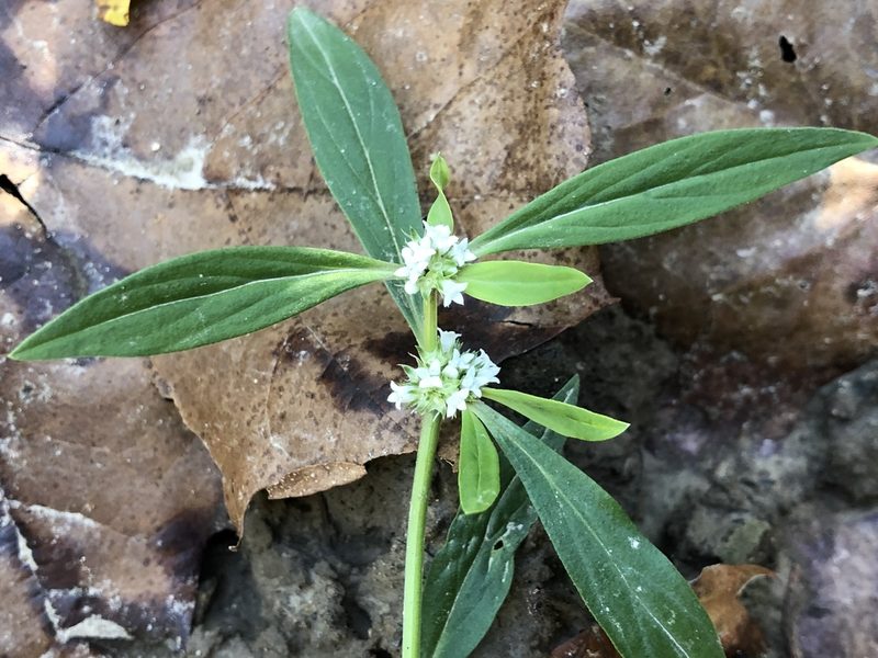 Spermacoce glabra, photographed by Jason Grant