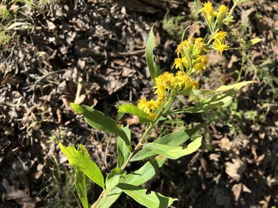 Solidago petiolaris, photographed by Jason Grant