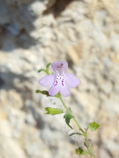 Clinopodium dentatum, photographed by Alex Abair