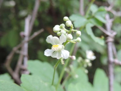 Paullinia fuscescens, photographed by Francisco Farriols Sarabia