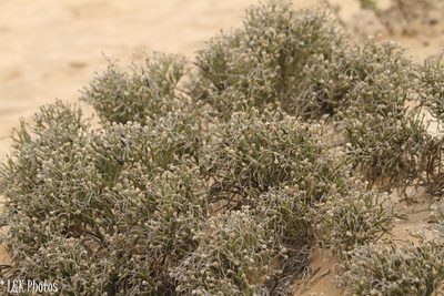 Arthraerua leubnitziae, photographed by lallen