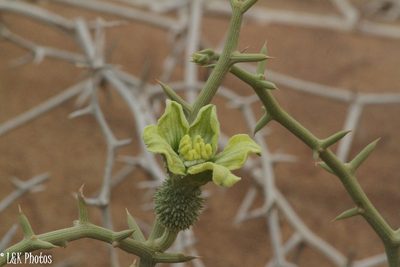 Acanthosicyos horridus, photographed by lallen