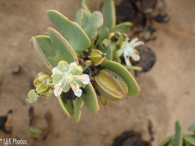 Zygophyllum stapffii, photographed by lallen