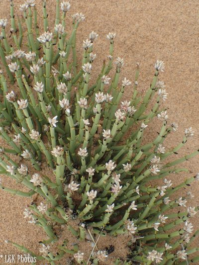 Arthraerua leubnitziae, photographed by lallen