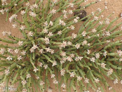 Arthraerua leubnitziae, photographed by lallen