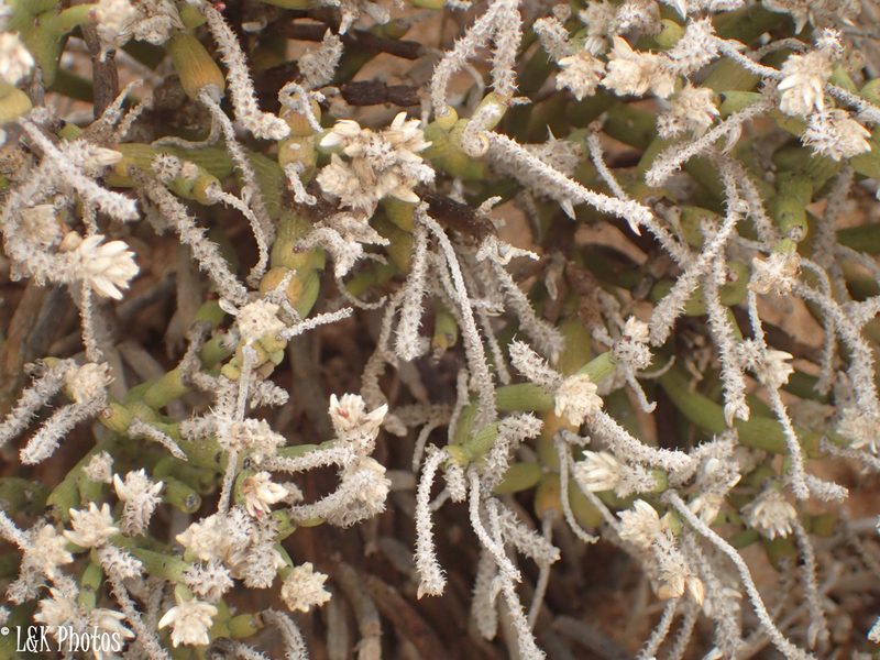 Arthraerua leubnitziae, photographed by lallen