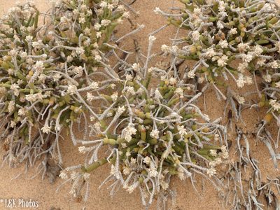 Arthraerua leubnitziae, photographed by lallen