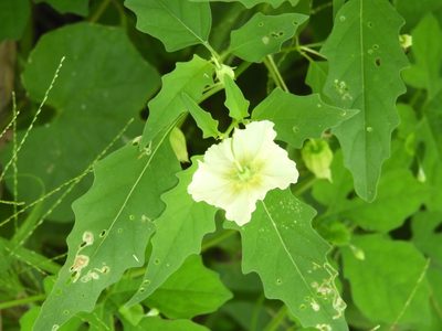 Physalis acutifolia, photographed by Francisco Farriols Sarabia