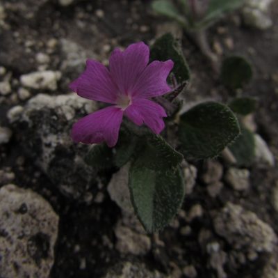 Stenandrium verticillatum, photographed by Carlos Martorell