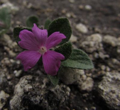 Stenandrium verticillatum, photographed by Carlos Martorell